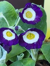 Primula auricula 'Seedling
