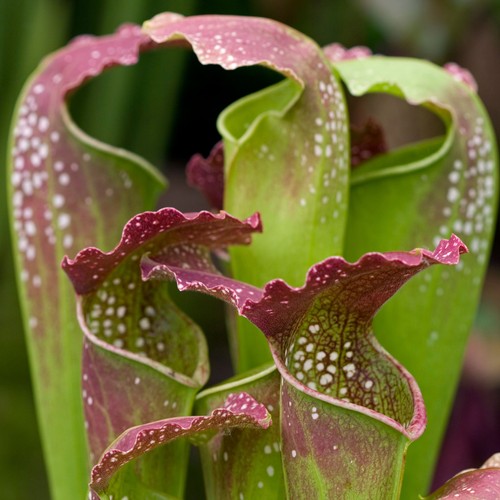 Sarracenia smoorii 20 30cm - sarracenia,