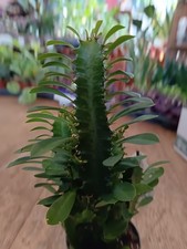 Euphorbia Eritrea | 12 Cm Pot