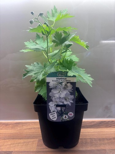 Delphinium excalibur pure - delphinium,