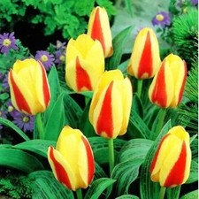 10 x DWARF Tulips - CHOPIN - Spring Flowering Miniature Garden Plant BULBS