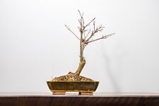 Deshojo Japanese Maple Bonsai - 17cm Blue Moss Glazed Pot ZT1434