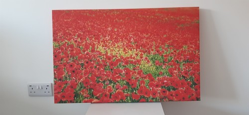 Red poppy field canvas print