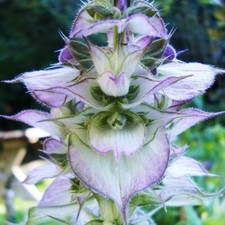 Clary Sage BLUISH WHITE