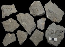 10 unprepared ammonite