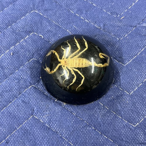Vintage scorpion lucite - scorpion, in