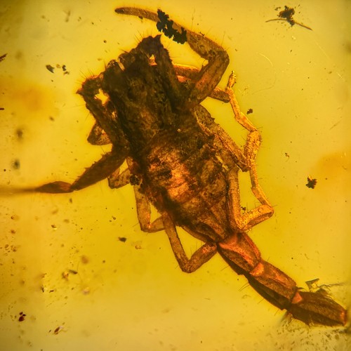 Scorpion burmese burmite - in, /
