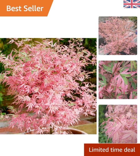 Acer palmatum taylor hardy - taylor,