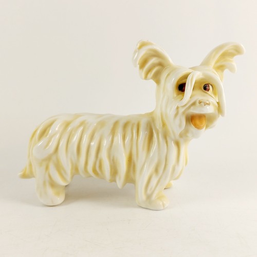 Skye silky papillion dog - silky,, papillion,