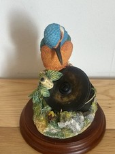 Border fine arts Kingfisher &