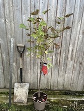 Sycamore 'Prinz Handjery' 120/150cm (5L) Acer pseudoplatanus Tree - Spring Pink