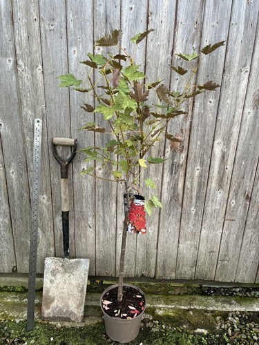 Sycamore prinz handjery - sycamore, handjery'