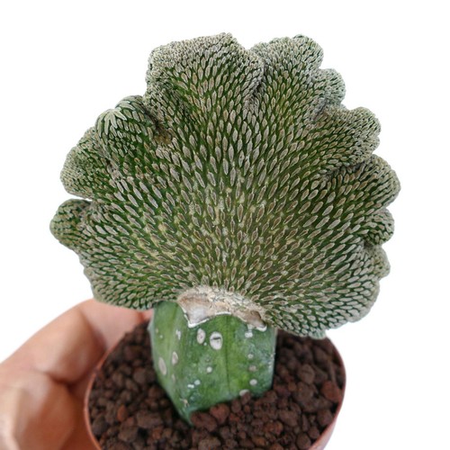 Pelecyphora aselliformis