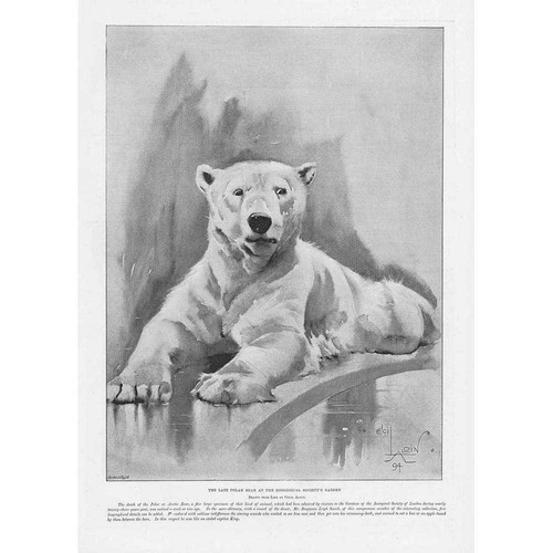 Cecil aldin the - cecil, polar