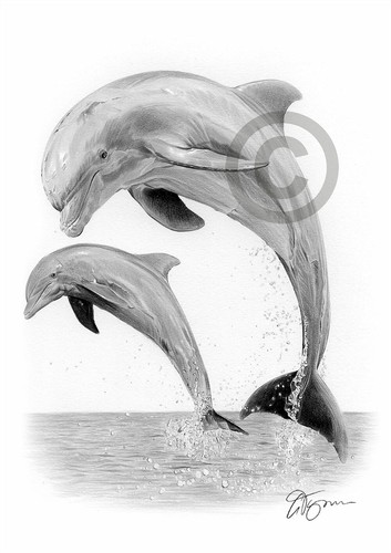 Dolphin pencil drawing art - dolphin,