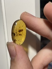99myo Burmese Amber Fossil