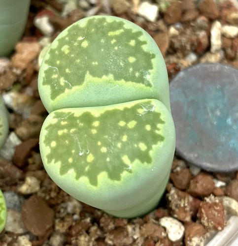 Mesemb plant lithops - mesemb,