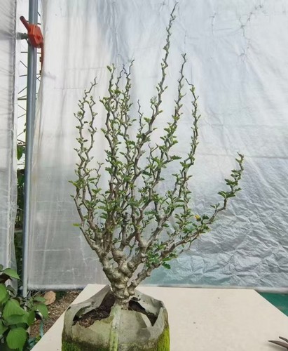 Senna meridionalis wysiwyg own - senna,