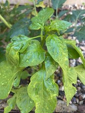 Green Fingers Chillies 100%