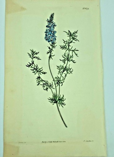 Fine cut speedwell flower 1814 - speedwell,