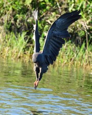 photograph of a snail kite