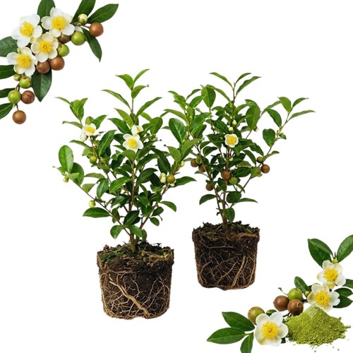 Camellia tea plants live - 2,