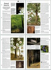 Forest Insects - Habitats - The Living Countryside 2 Pages