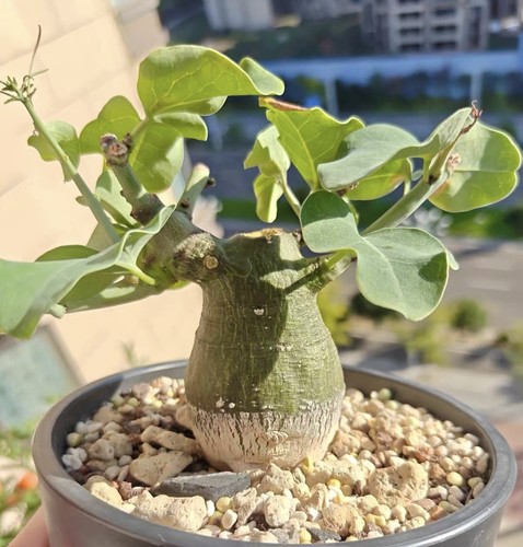 5cm live house plant - house,