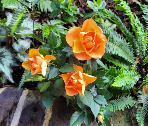 Rosa orange dolc amore rose - dolc'amore,