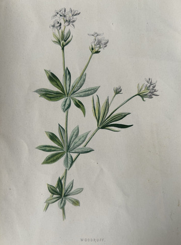 Woodruff c1800s botanical - woodruff,