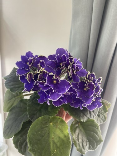 African violets two - african,