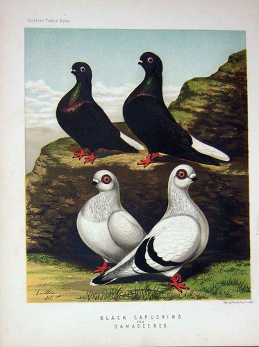 Original old antique print - original,