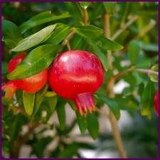 4L Large Hardy Pomegranate