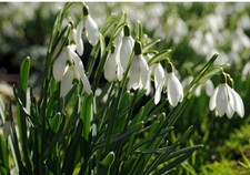Snowdrops in the green -