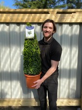 Buxus Topiary Plant Cone Box