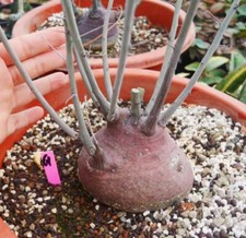 Rare  Adenia spinosa WYSIWYG Seeding Growth female