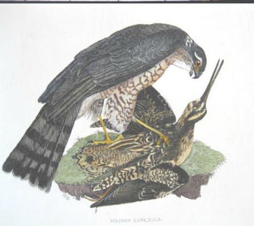 Ruse turner bird - ruse,
