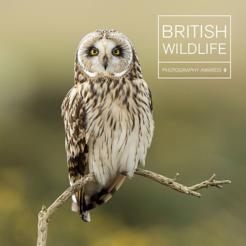 British wildlife photography - british,
