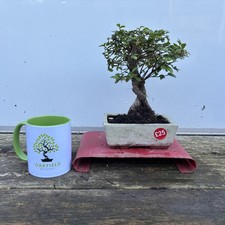 Chinese Elm 25cm