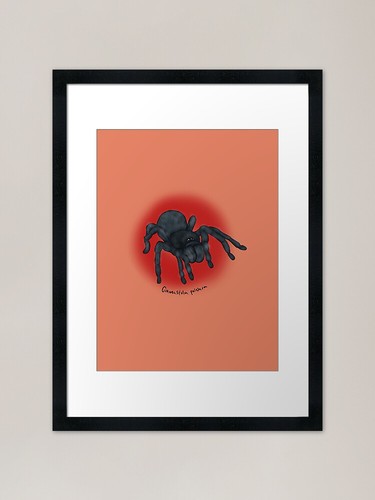 Brazilian black tarantula - brazilian,