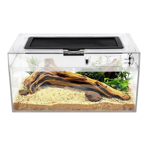 Reptile terrarium amphibian - pc,