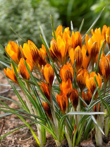 Crocus orange monarch 25 - 10,,