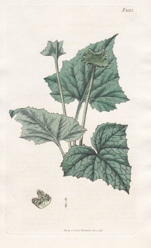 Dorstenia houstonia - dorstenia,