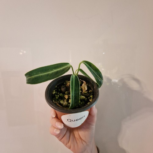 Anthurium warocqueanum - anthurium,