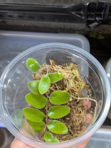 Pyrrosia nummularifolia rare - pyrrosia,