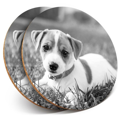 Coasters jack russell - x,