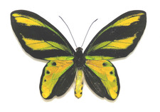 Ornithoptera tithonus