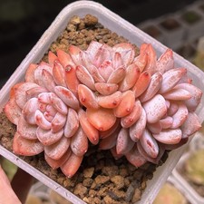 Exact Plant, Echeveria Orange