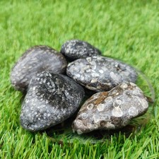 Coral fossil bundle of UK