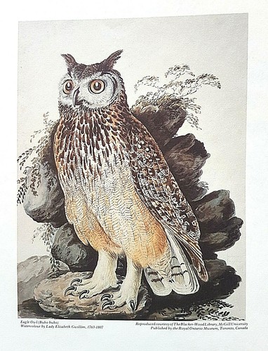 Four fantastic antique - fantastic, bird